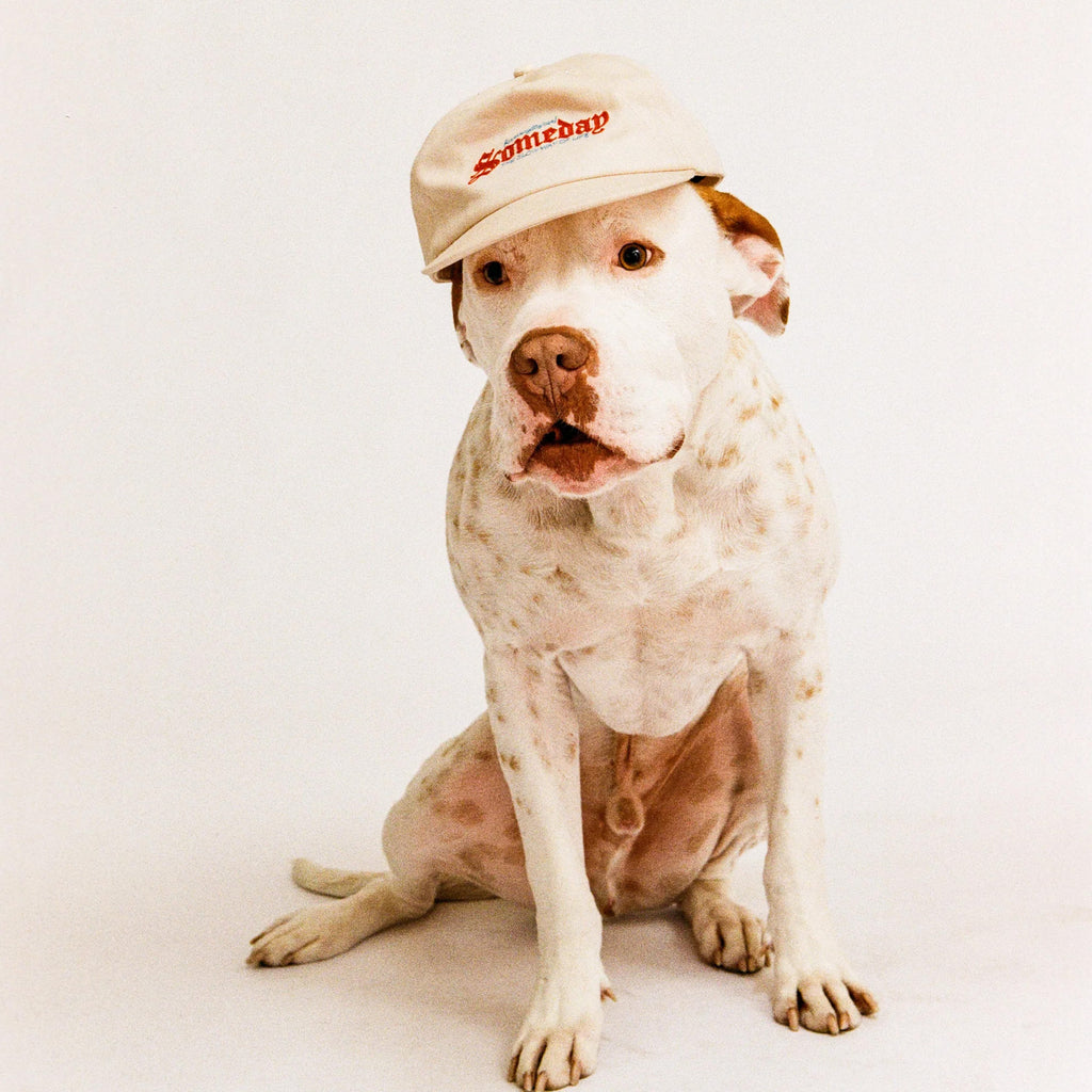 Someday “Slow Way” Ballcap - Coconut Cream - Front On Dog Shot