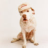 Someday “Slow Way” Ballcap - Coconut Cream - Front On Dog Shot